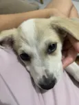 Lola