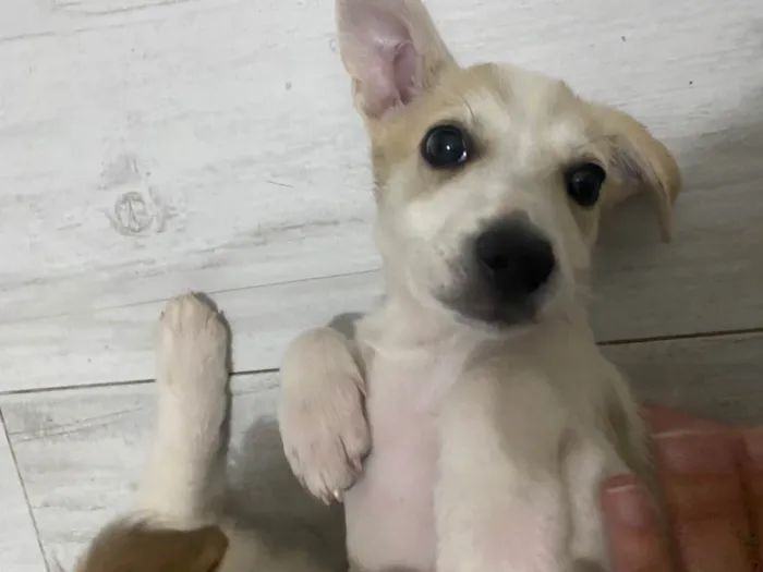 Cachorro ra a SRD-ViraLata idade 2 a 6 meses nome Lola