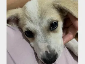 Cachorro raça SRD-ViraLata idade 2 a 6 meses nome Lola