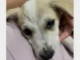 Lola