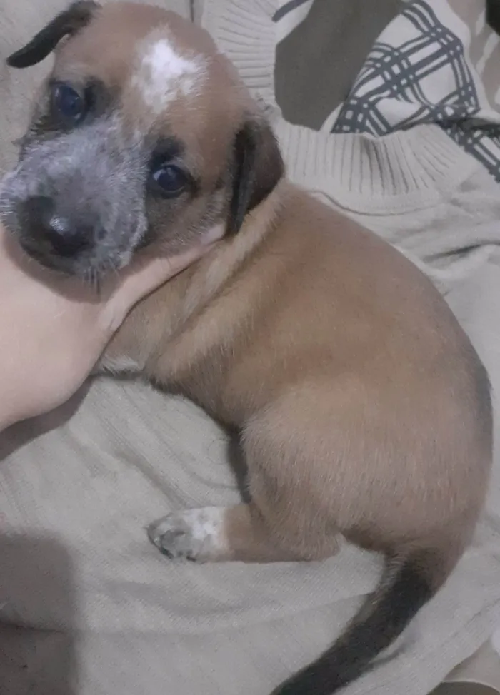 Cachorro ra a SRD-ViraLata idade Abaixo de 2 meses nome Lola