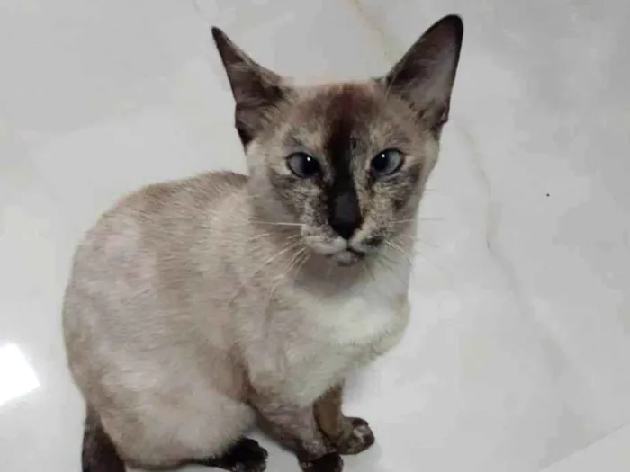Gato ra a Siamês idade 3 anos nome Mel