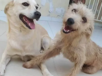 Cachorro raça SRD-ViraLata idade 5 anos nome Polar e Mel