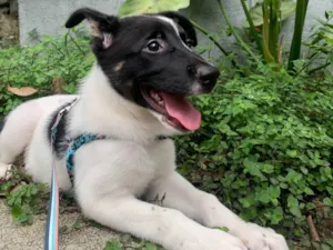 Cachorro raça SRD-ViraLata idade 7 a 11 meses nome Belinha
