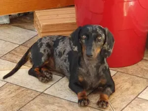 Cachorro raça Basset-Cofap idade 7 a 11 meses nome Adoção: daschund 9 meses