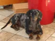 Adoção: daschund 9 meses