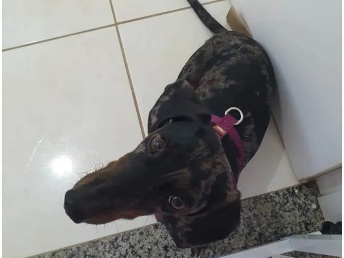 Cachorro ra a Basset-Cofap idade 7 a 11 meses nome Adoção: daschund 9 meses