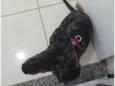 Adoção: daschund 9 meses