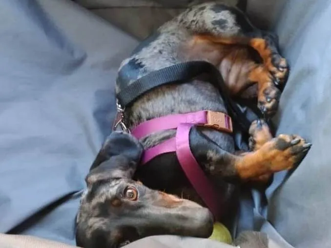 Cachorro ra a Basset-Cofap idade 7 a 11 meses nome Adoção: daschund 9 meses