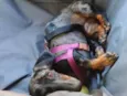 Adoção: daschund 9 meses