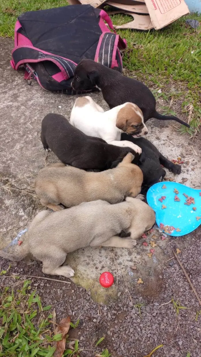 Cachorro ra a SRD-ViraLata idade Abaixo de 2 meses nome Nenhum 