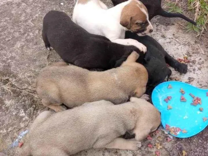 Cachorro ra a SRD-ViraLata idade Abaixo de 2 meses nome Nenhum 