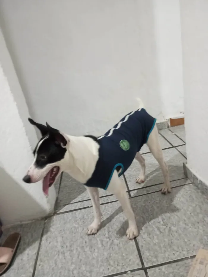 Cachorro ra a SRD-ViraLata idade 1 ano nome Cadu