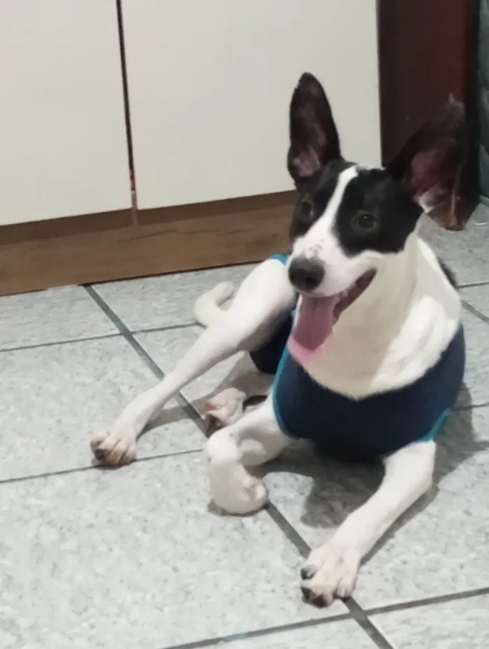 Cachorro ra a SRD-ViraLata idade 1 ano nome Cadu