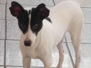Cachorro raça SRD-ViraLata idade 1 ano nome Cadu