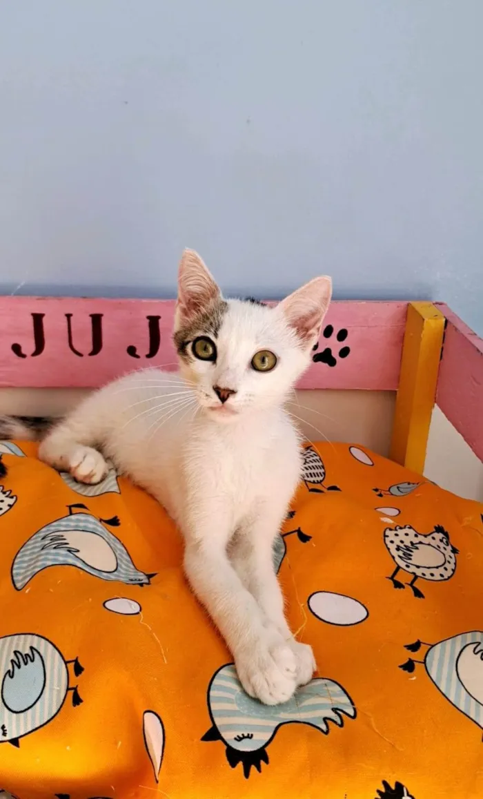 Gato ra a SRD-ViraLata idade 2 a 6 meses nome NISAN