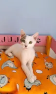 NISAN