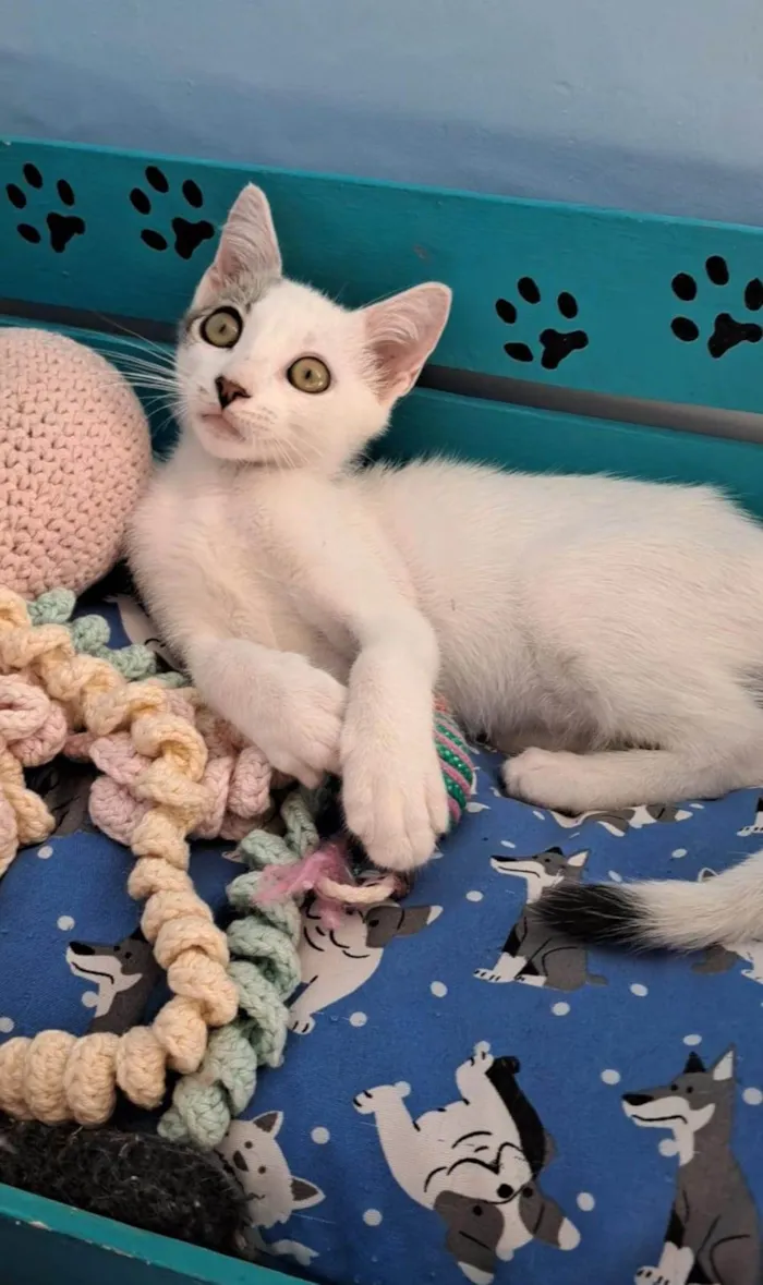 Gato ra a SRD-ViraLata idade 2 a 6 meses nome NISAN