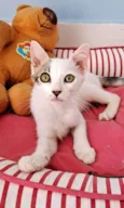 NISAN