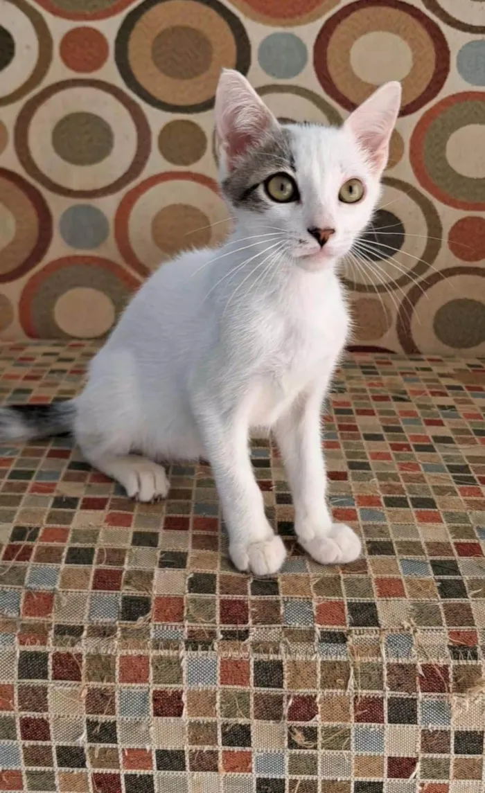 Gato ra a SRD-ViraLata idade 2 a 6 meses nome NISAN