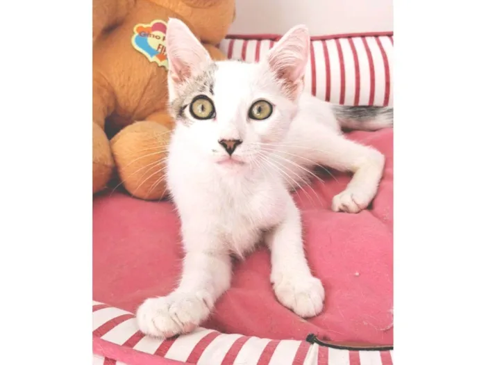 Gato ra a SRD-ViraLata idade 2 a 6 meses nome NISAN