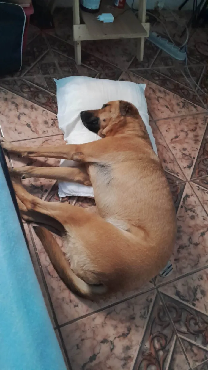 Cachorro ra a SRD-ViraLata idade 4 anos nome Maya