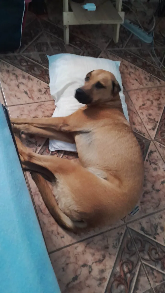 Cachorro ra a SRD-ViraLata idade 4 anos nome Maya