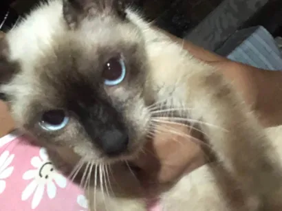 Gato raça Siamês idade 2 a 6 meses nome Alexia