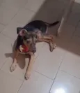 Gael