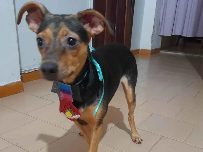 Cachorro ra a SRD-ViraLata idade 7 a 11 meses nome Gael