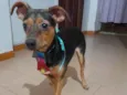 Gael