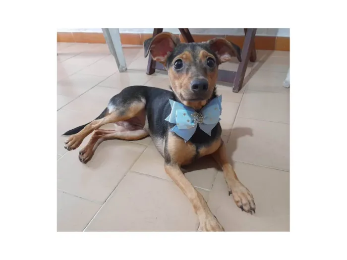 Cachorro ra a SRD-ViraLata idade 7 a 11 meses nome Gael