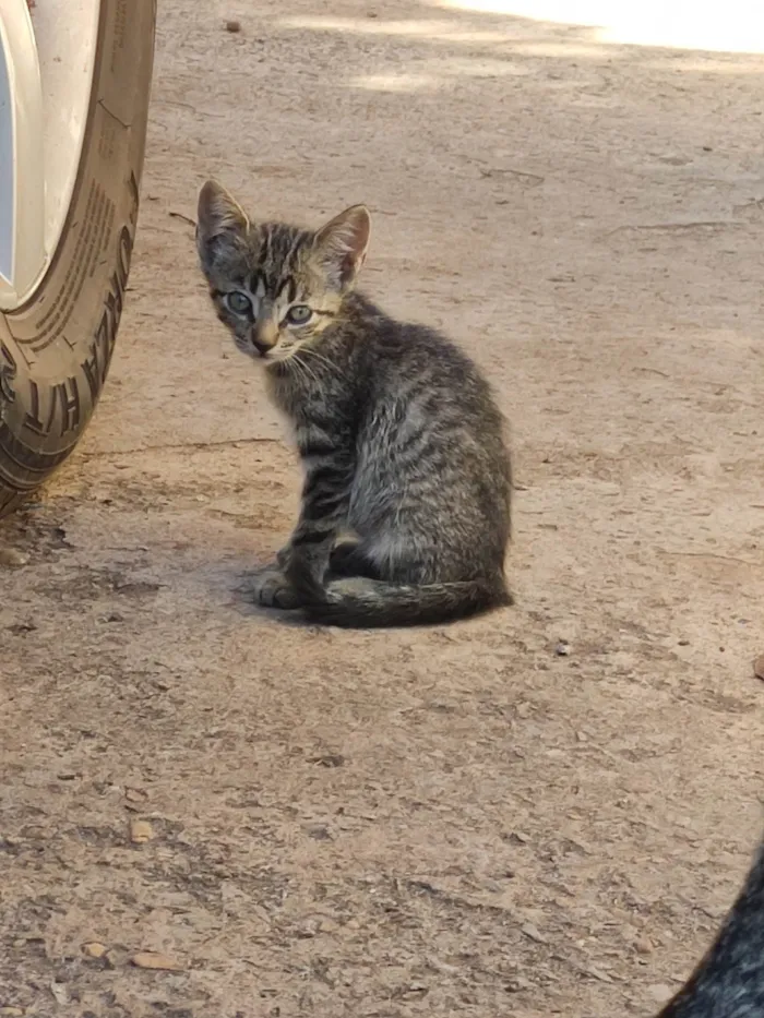 Gato ra a SRD-ViraLata idade 2 a 6 meses nome Violet e Emma.