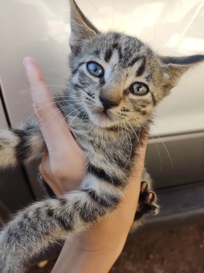 Gato ra a SRD-ViraLata idade 2 a 6 meses nome Violet e Emma.