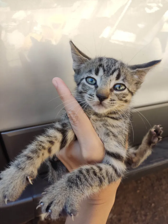 Gato ra a SRD-ViraLata idade 2 a 6 meses nome Violet e Emma.