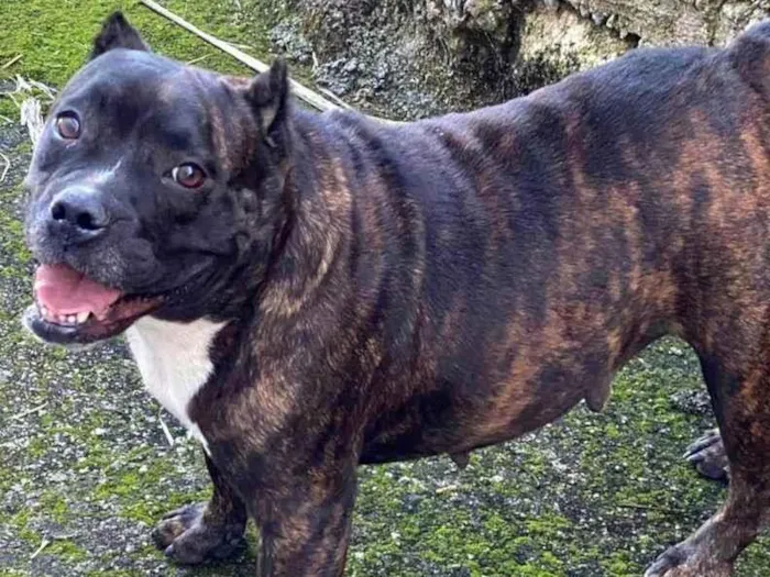 Cachorro ra a SRD-ViraLata (American BULLY) idade 2 anos nome Ameixa