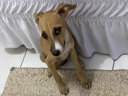 Cachorro raça SRD-ViraLata idade 2 a 6 meses nome Lupita 