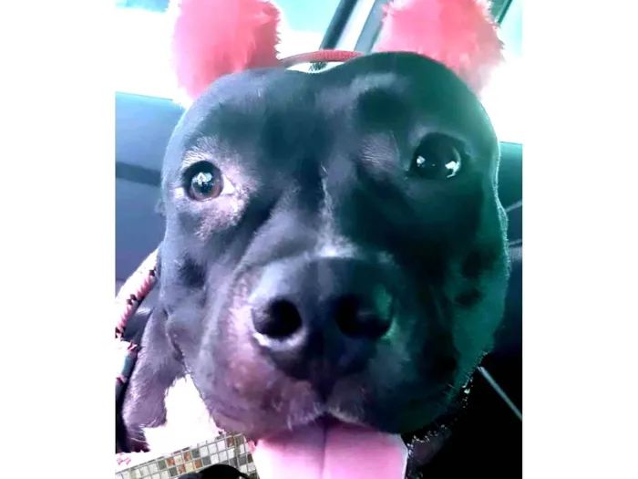 Cachorro ra a Pit-Bull idade 1 ano nome Vick