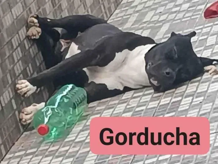 Cachorro ra a Pit-Bull idade 1 ano nome Vick