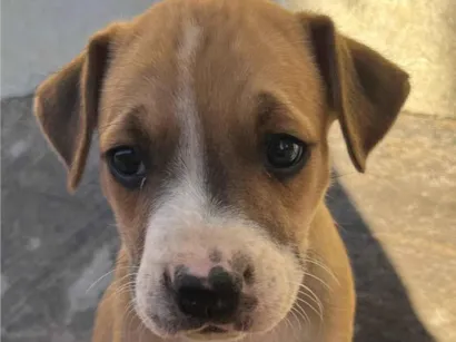 Cachorro raça SRD-ViraLata idade Abaixo de 2 meses nome Não demos um nome.