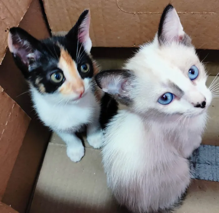 Gato ra a SRD-ViraLata idade Abaixo de 2 meses nome Clara, Ana, Tina e negão 