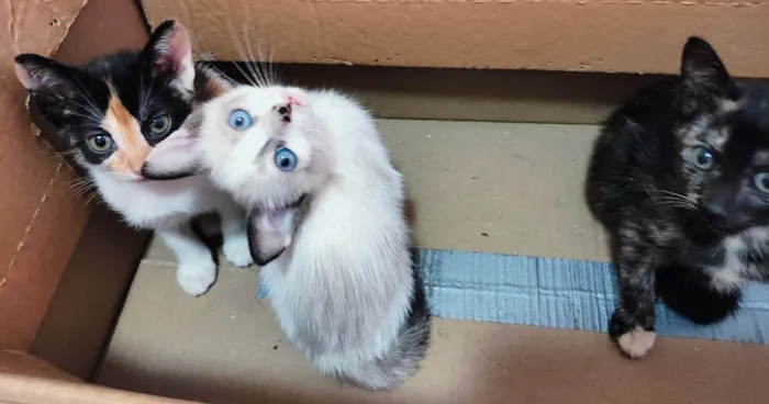 Gato ra a SRD-ViraLata idade Abaixo de 2 meses nome Clara, Ana, Tina e negão 