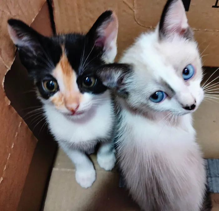 Gato ra a SRD-ViraLata idade Abaixo de 2 meses nome Clara, Ana, Tina e negão 