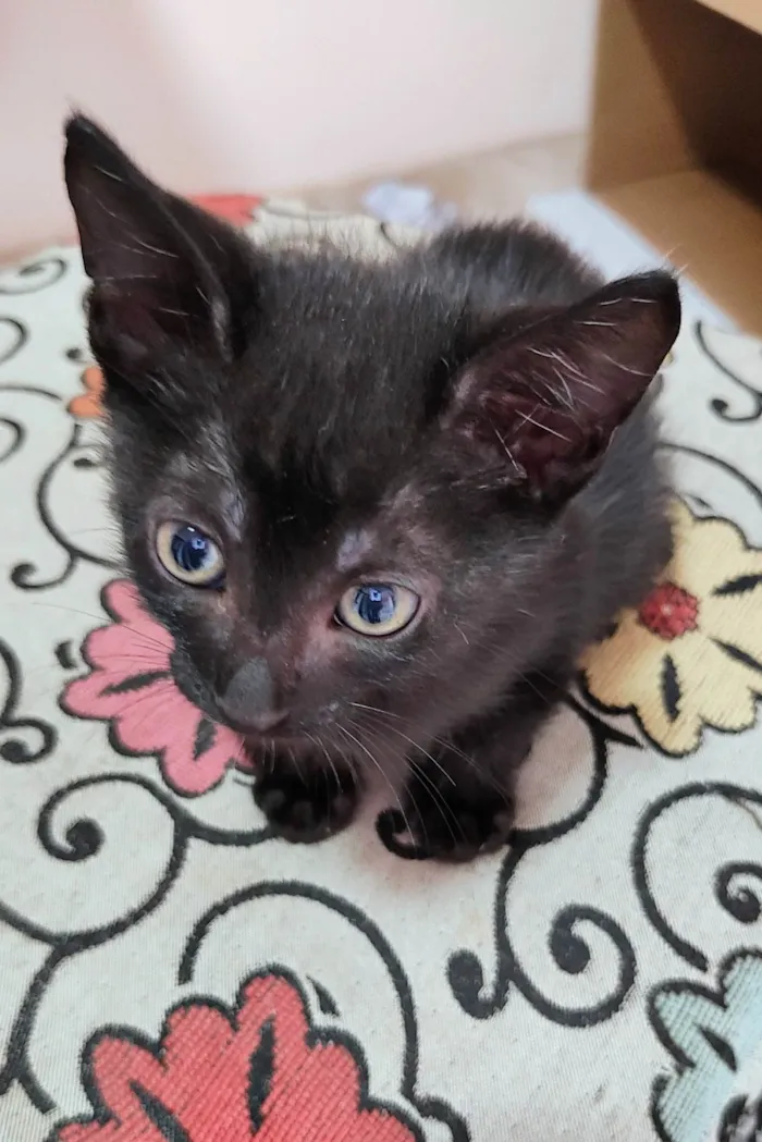 Gato ra a SRD-ViraLata idade Abaixo de 2 meses nome Clara, Ana, Tina e negão 