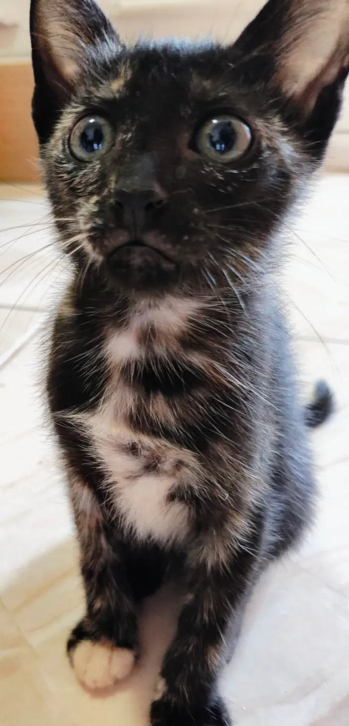 Gato ra a SRD-ViraLata idade Abaixo de 2 meses nome Clara, Ana, Tina e negão 