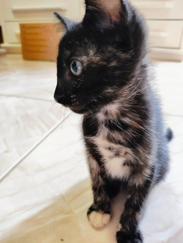 Gato ra a SRD-ViraLata idade Abaixo de 2 meses nome Clara, Ana, Tina e negão 
