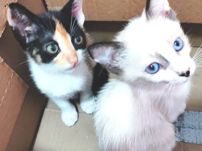 Gato ra a SRD-ViraLata idade Abaixo de 2 meses nome Clara, Ana, Tina e negão 