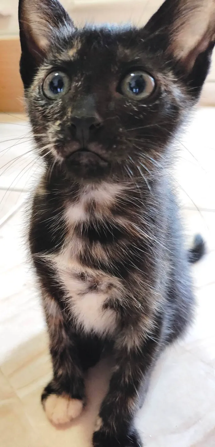 Gato ra a SRD-ViraLata idade Abaixo de 2 meses nome Clara, Ana, Tina e negão 