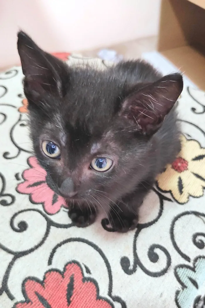 Gato ra a SRD-ViraLata idade Abaixo de 2 meses nome Clara, Ana, Tina e negão 