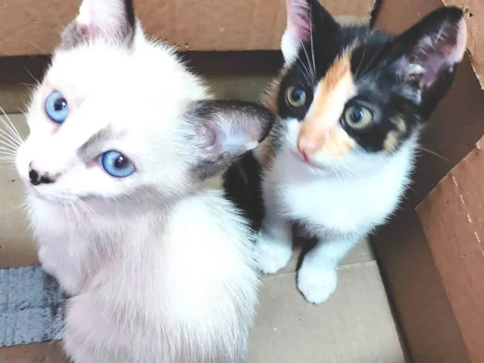 Gato ra a SRD-ViraLata idade Abaixo de 2 meses nome Clara, Ana, Tina e negão 